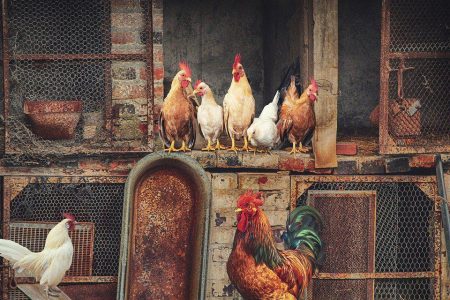 Come cambia il tuo pollame con la porta automatica